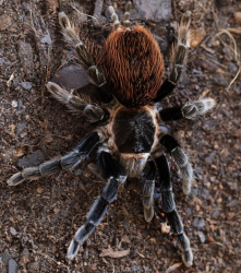 Brachypelma vagans c.b.