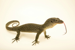 Varanus indicus