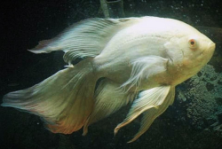 Astronotus ocelatus Albino Platinum Long fin M 
