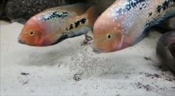 Vieja melanura Chiapas Spotted F4
