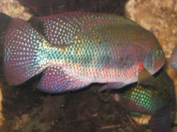 Vieja microphthalmus