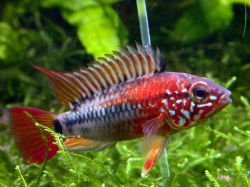 Apistogramma sp. viejeta II