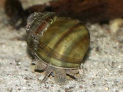 Viviparus viviparus