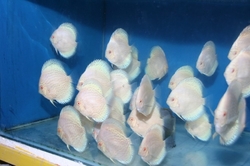 Symphysodon sp. White Butterfly (Top Grade)
