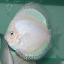 Symphysodon sp. White Diamond Thailand ML 