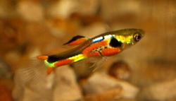 Poecilia wingei RED CHEST g.br.