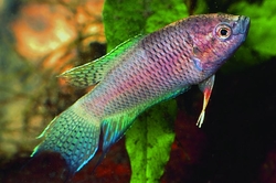 Macropodus concolor