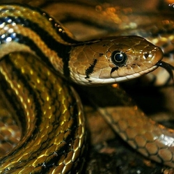 Xenochrophis melanzostus