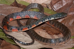 Xenochrophis trianguligerus