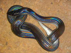 Xenopeltis unicolor