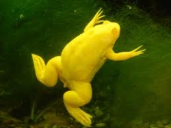 Xenopus laevis gold