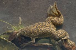 Xenopus laevis