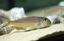 Xenotilapia ochrogenys kigoma