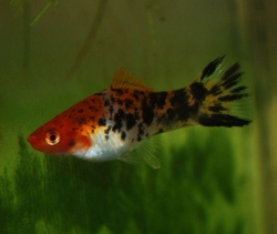 Xiphophorus helleri koi sanke