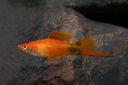 Xiphophorus helleri mickey mouse