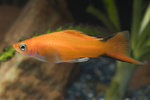 Xiphophorus helleri orange comet