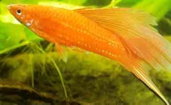 Xiphophorus helleri red simpson