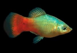 Xiphophorus maculatus blue - red
