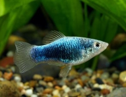 Xiphophorus maculatus blue tuxedo