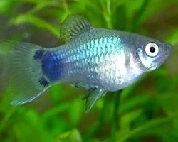 Xiphophorus maculatus - Coral Blue  