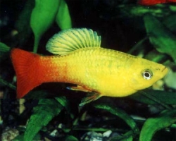 Xiphophorus maculatus rainbow