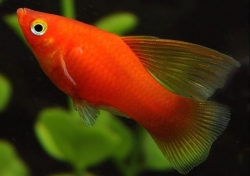 Xiphophorus maculatus red coral hi-fin