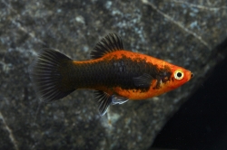 Xiphophorus maculatus red tuxedo