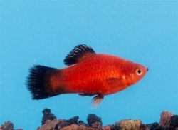 Xiphophorus maculatus red wagteil