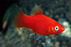 Xiphophorus maculatus red