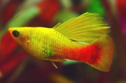 Xiphophorus variatus orange gold simpson