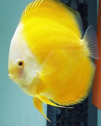 Symphysodon sp. "Yellow Melon Discus"
