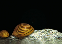 Neritina gagates - Zebra Snail  