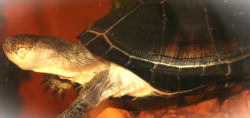 Pelusios castaneus