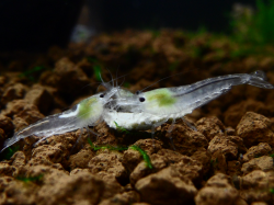 Neocaridina Zhangjiajiensis