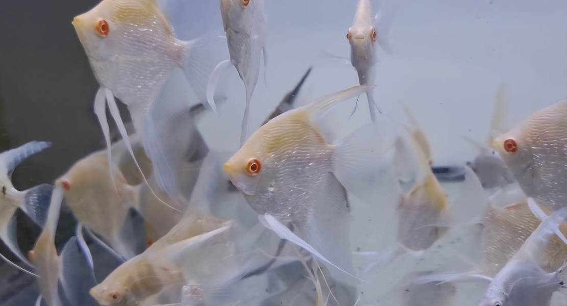 Pterophyllum scalare Pinoy Albino Diamond