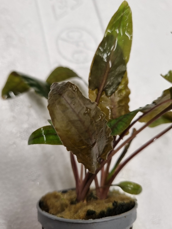 Cryptocoryne wendtii Tropica - Kryptokoryna Wendtova