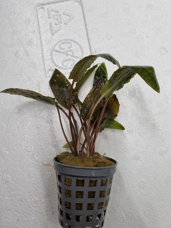 Cryptocoryne wendtii Tropica - Kryptokoryna Wendtova