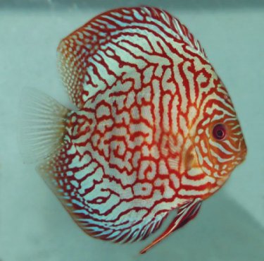 Symphysodon red turquoise
