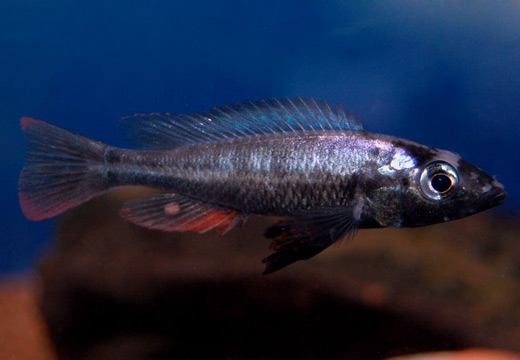 Haplochromis theuertherion