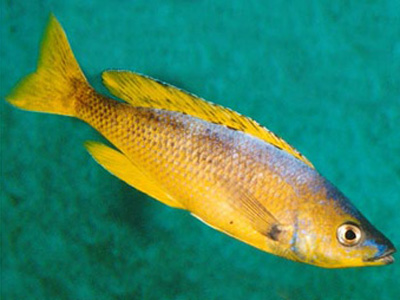 Cyprichromis leptosoma gold