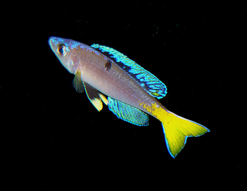 Cyprichromis leptosoma mpulungu