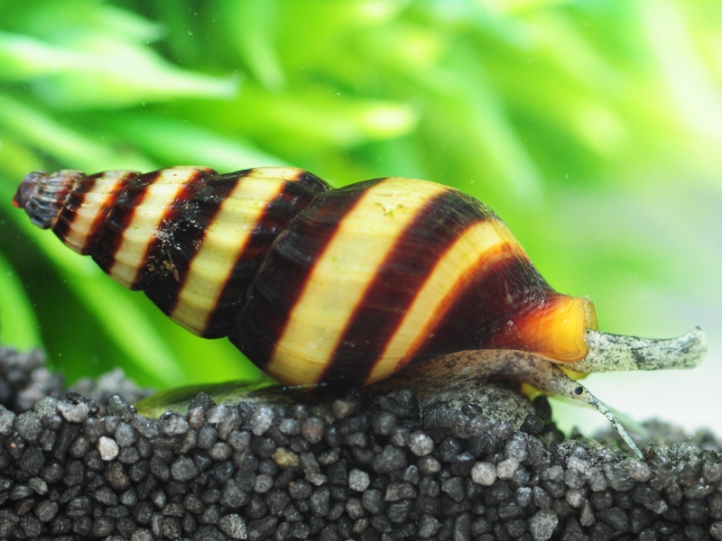 Anentome helena-predator snail