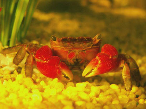 Sesarma mederi-Red mini Crab