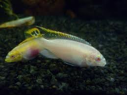 Pelvicachromis pulcher albino