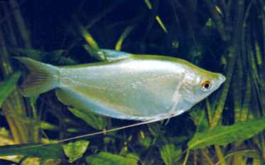 Trichogaster microlepis Silver Gourami