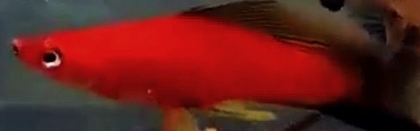 Xiphophorus helleri - Red Calico  