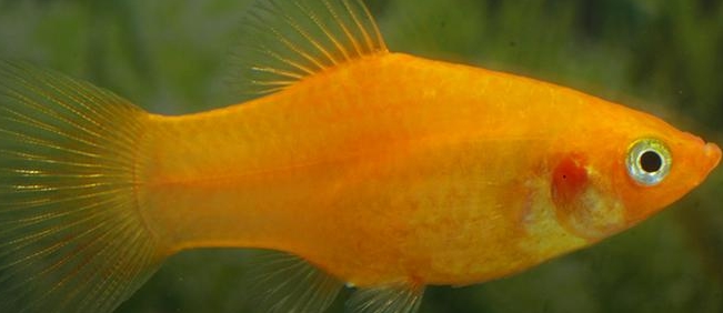 Xiphophorus maculatus - Orange  