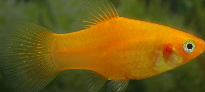 Xiphophorus maculatus - Orange Gold  