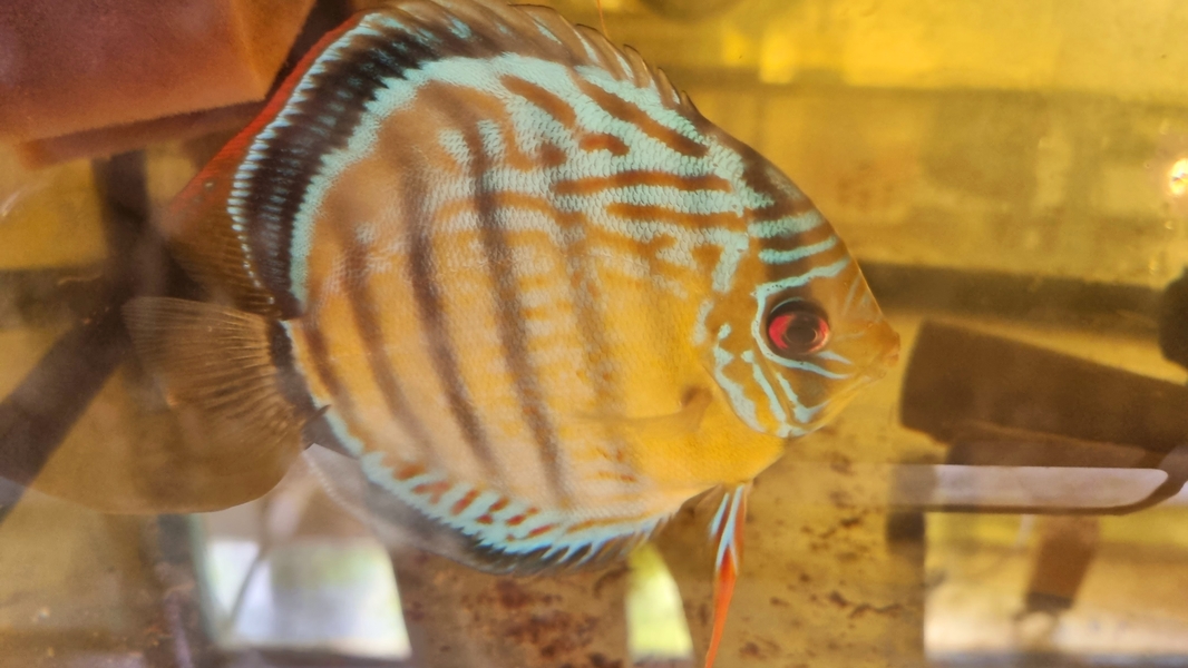 Symphysodon tarzoo "Tefe Green Half Red Spotted Discus" WILD XL