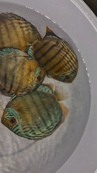 Symphysodon tarzoo "Tefe Green Half Red Spotted Discus" WILD XXL 